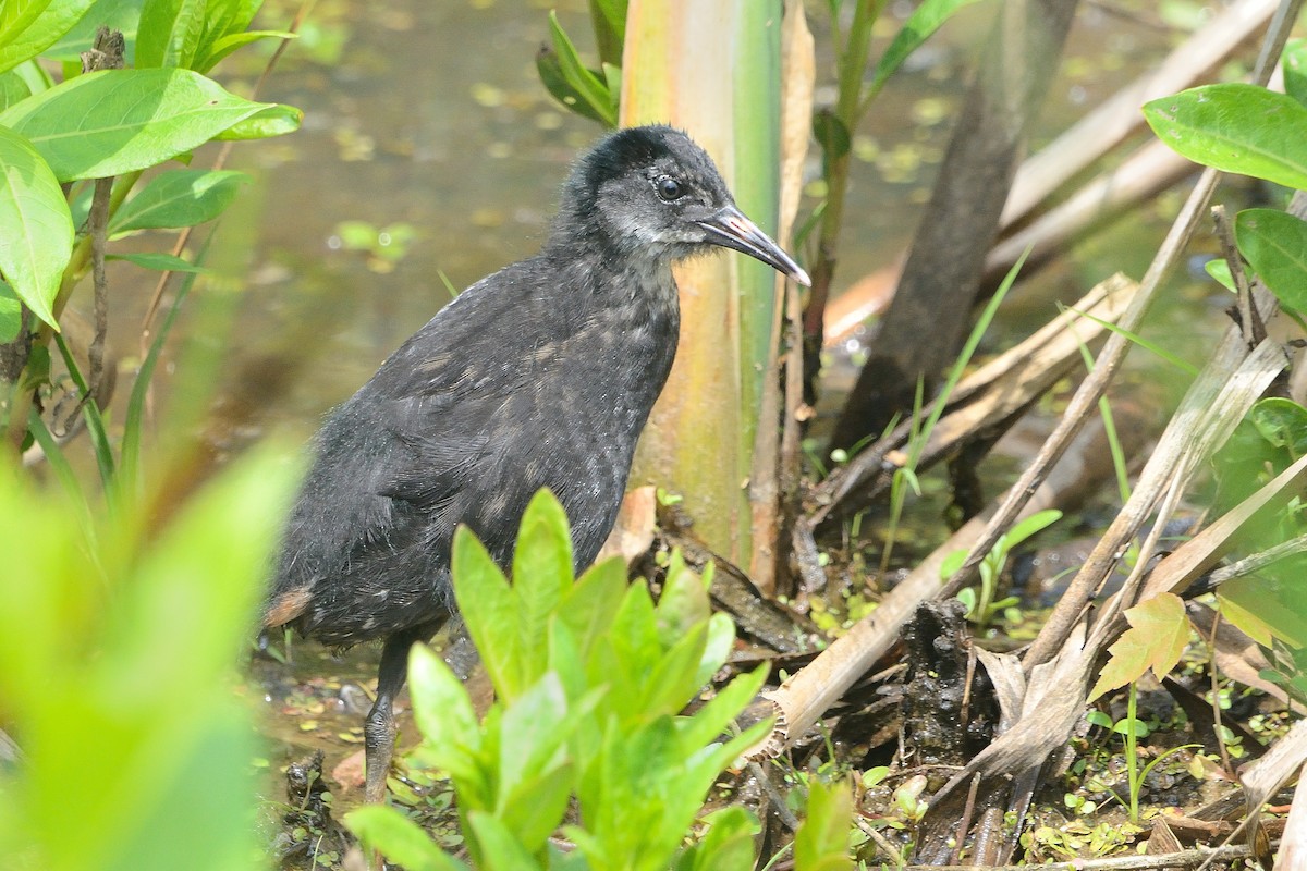 Virginia Rail - ML585412001