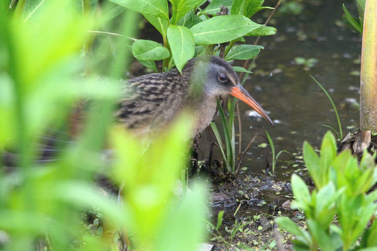 Virginia Rail - ML585412031