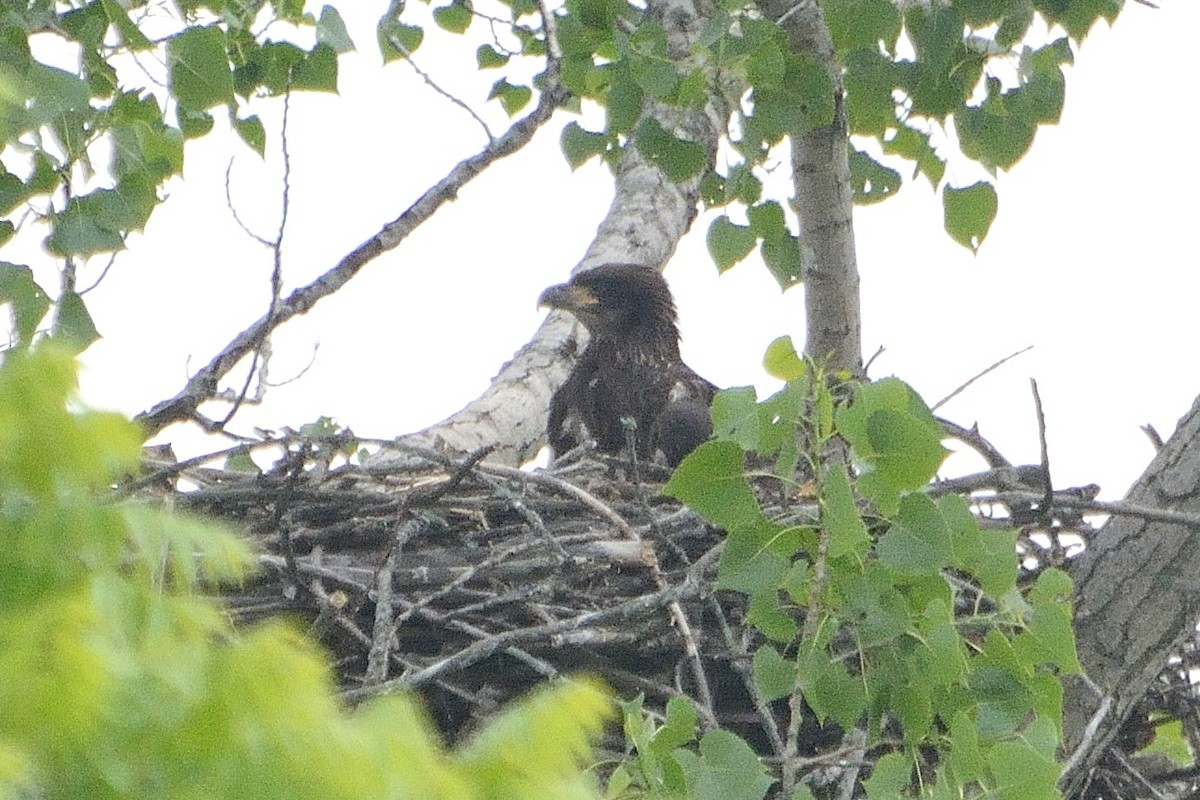 Weißkopf-Seeadler - ML585412361