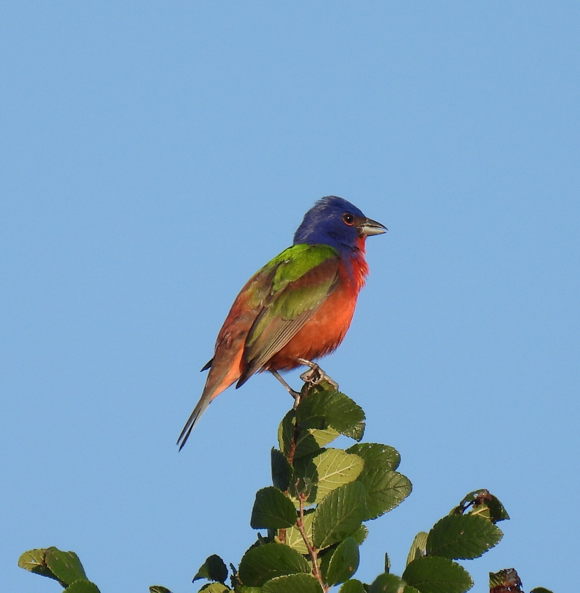 Painted Bunting - ML585412801