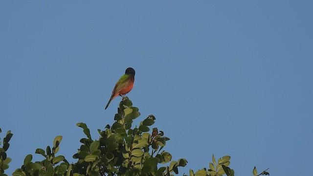 Painted Bunting - ML585412861