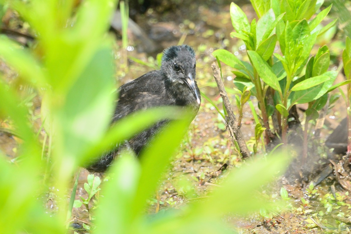 Virginia Rail - ML585412901