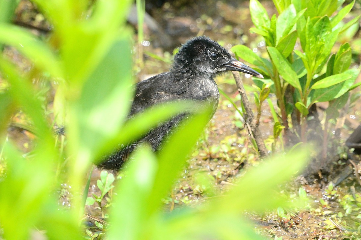 Virginia Rail - John Gordinier