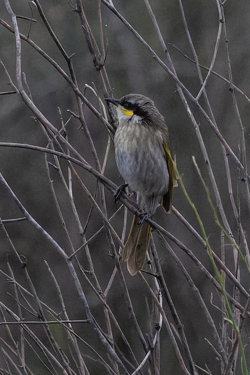 Singing Honeyeater - Rodney Falconer