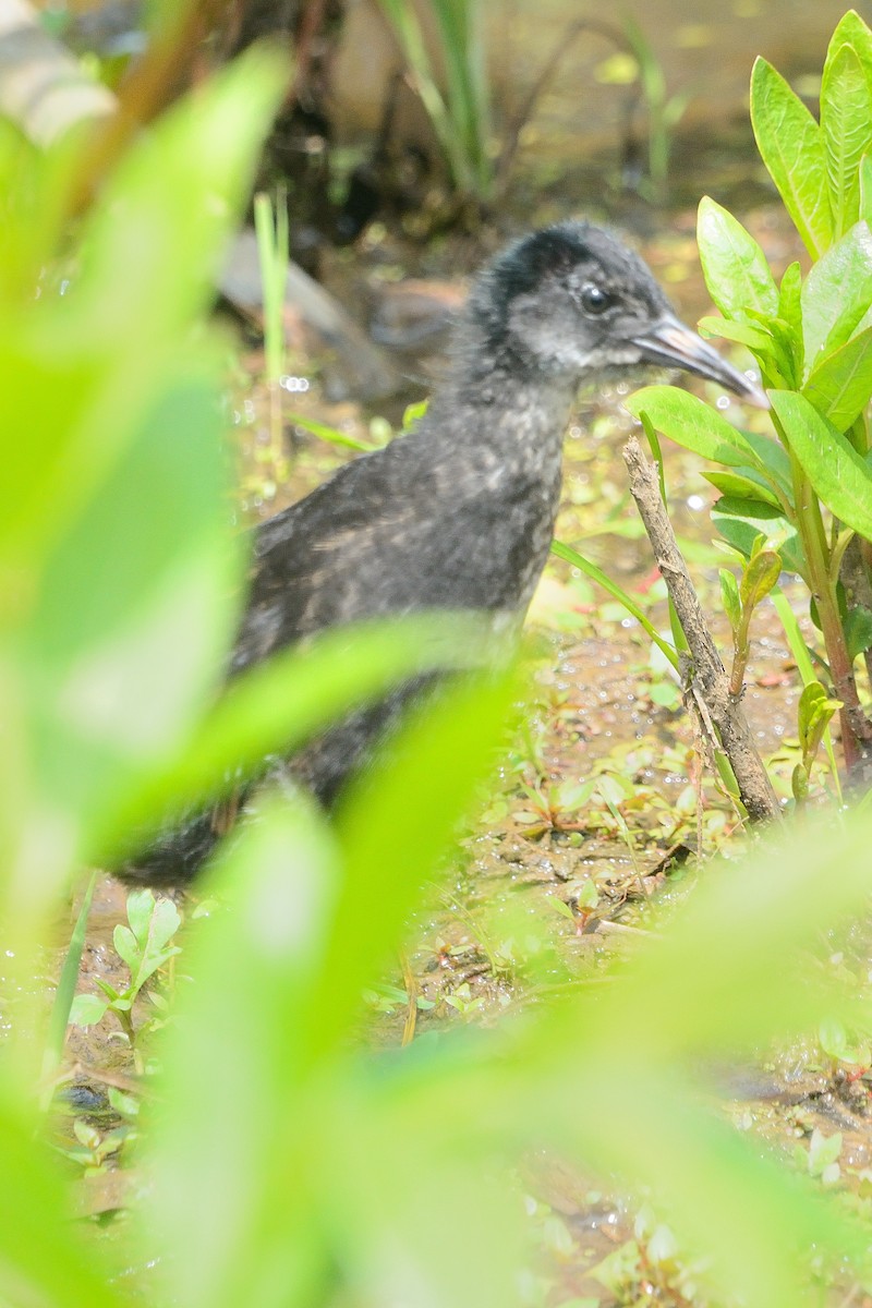 Virginia Rail - ML585413431