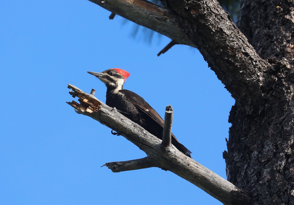 Pileated Woodpecker - ML585413531