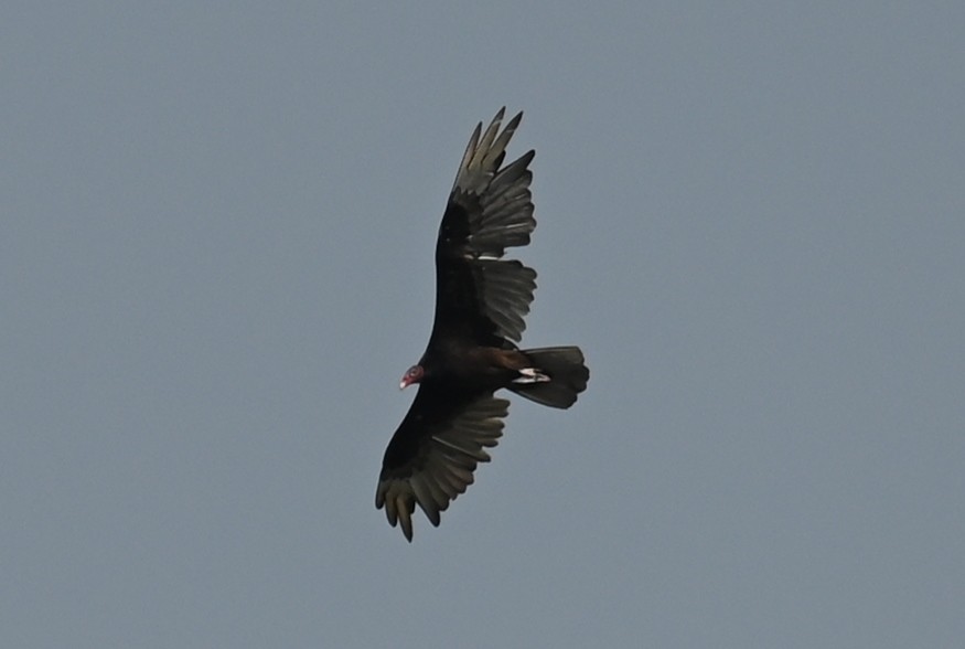 Urubu à tête rouge - ML585413681