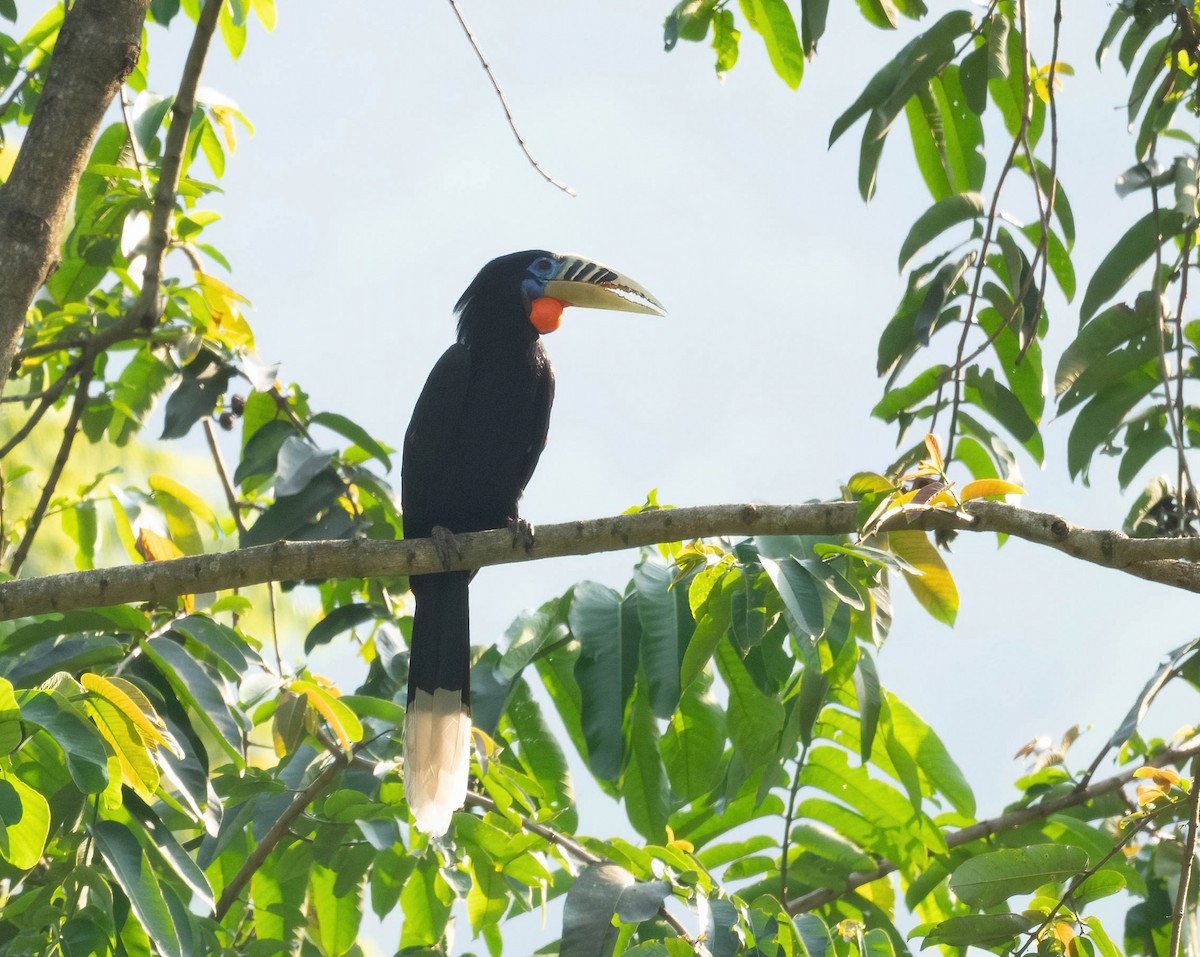 Rufous-necked Hornbill - ML585414131