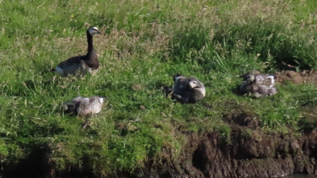 Barnacle Goose - ML585415421