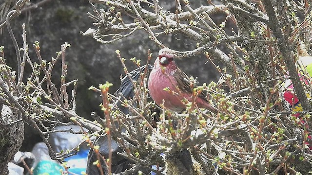 Himalayan White-browed Rosefinch - ML585416751