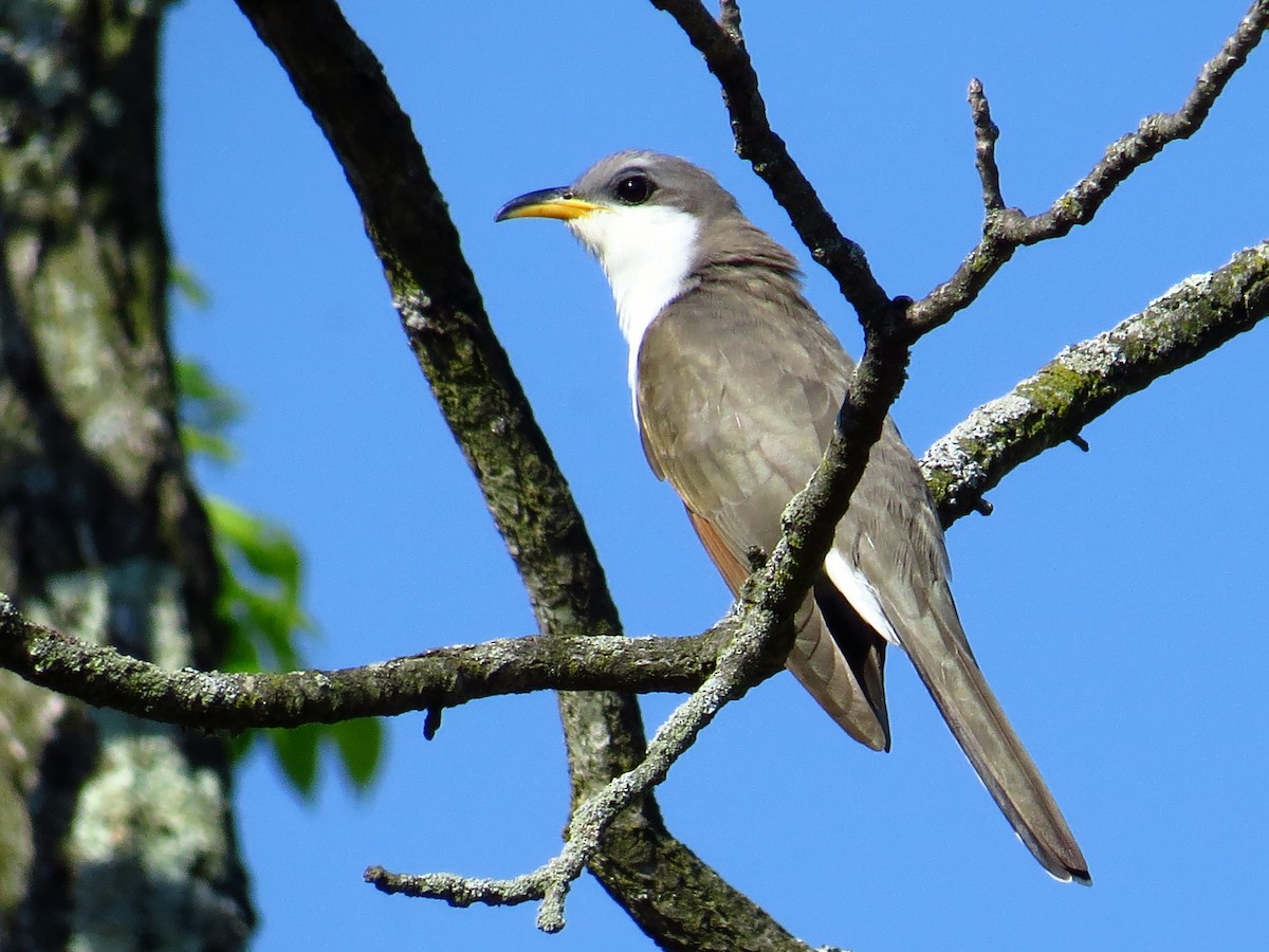 Yellow-billed Cuckoo - ML58541741