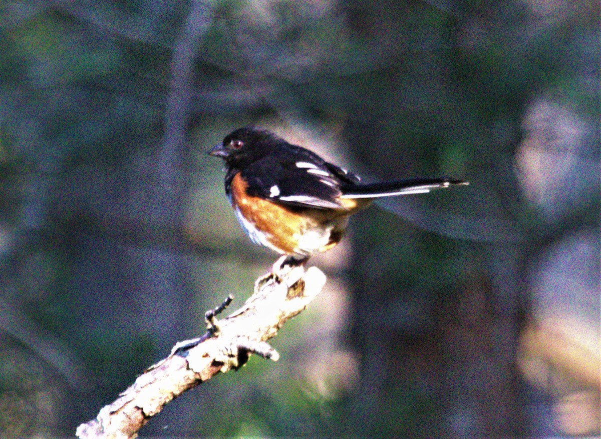 Eastern Towhee - ML585418401