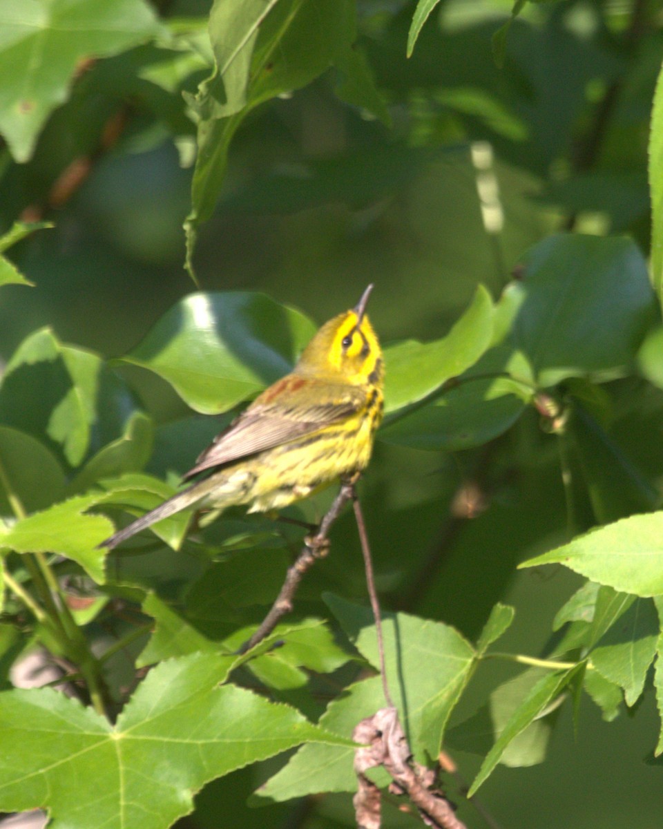 Prairie Warbler - ML585418621