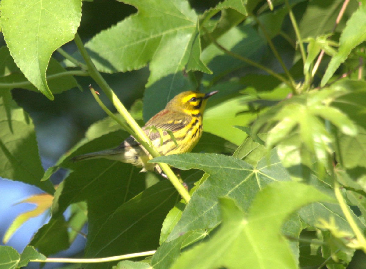 Prairie Warbler - jeff effinger