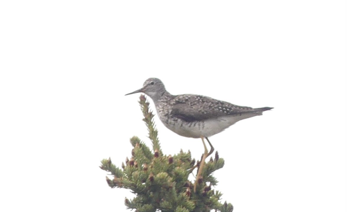 Lesser Yellowlegs - ML585419241