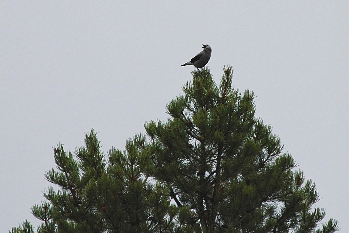 Clark's Nutcracker - ML58541931