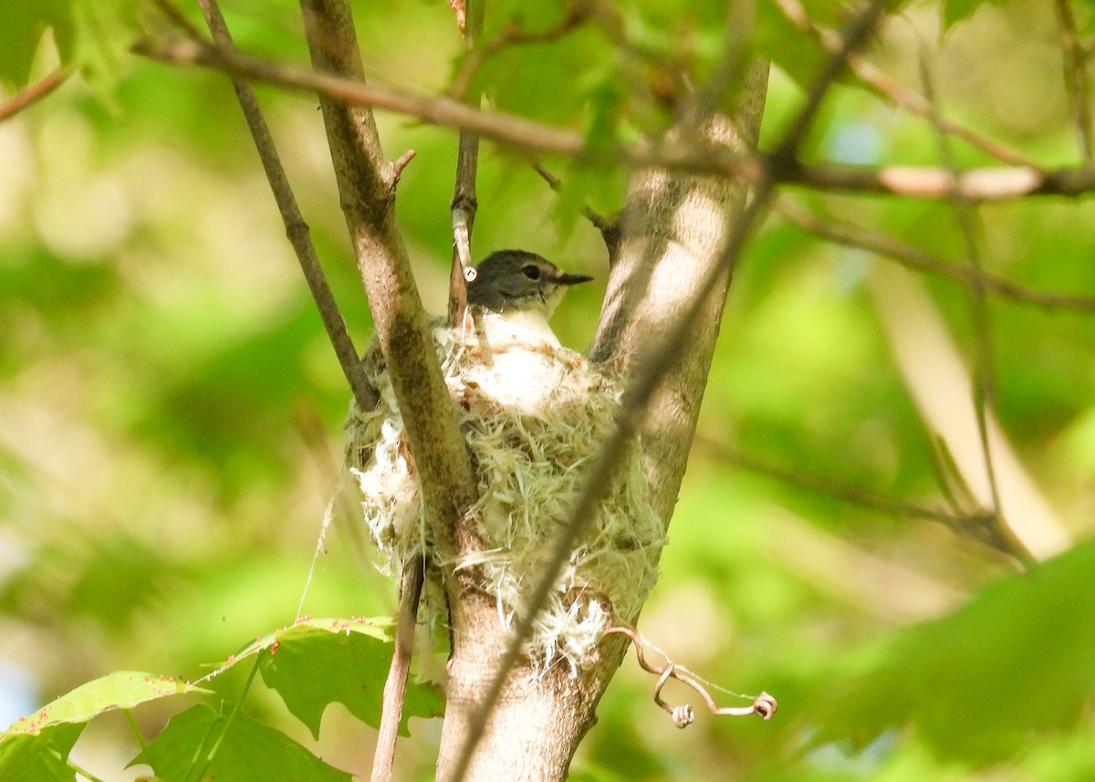 American Redstart - ML585419391