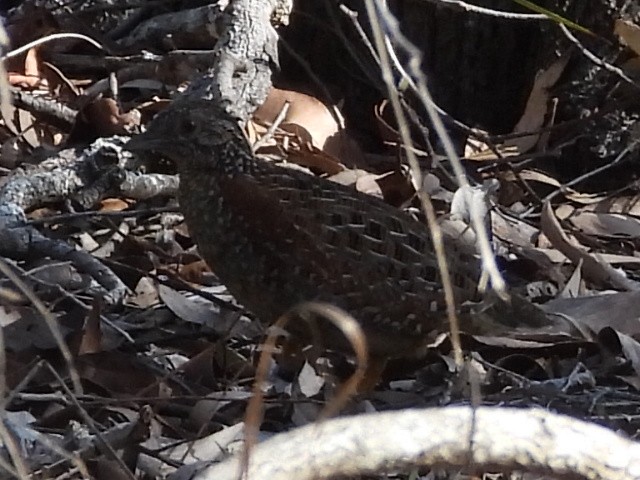 Painted Buttonquail - ML585419401