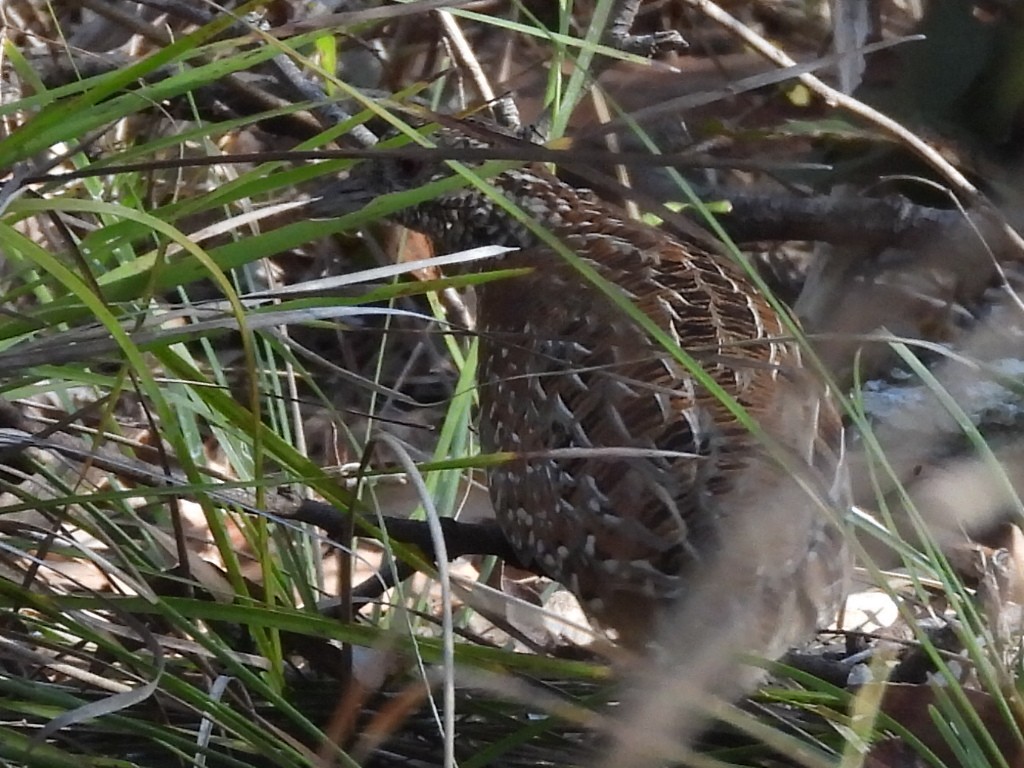 Painted Buttonquail - ML585419411