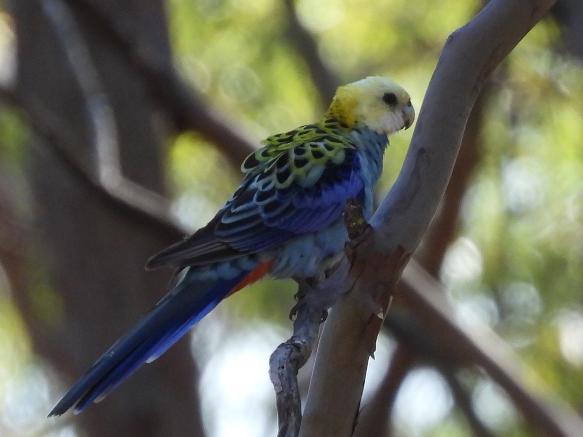 Pale-headed Rosella - ML585419521