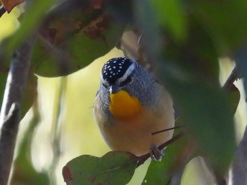 Spotted Pardalote - ML585419671