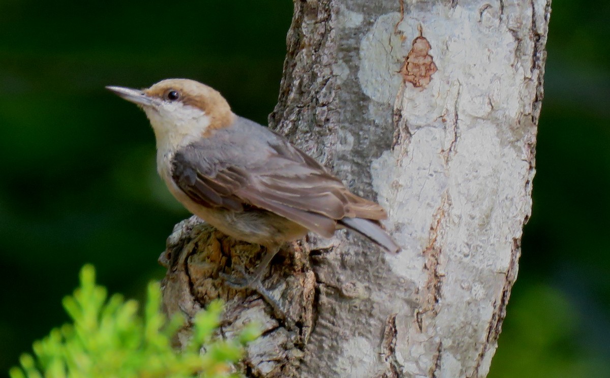 Brown-headed Nuthatch - ML585419701