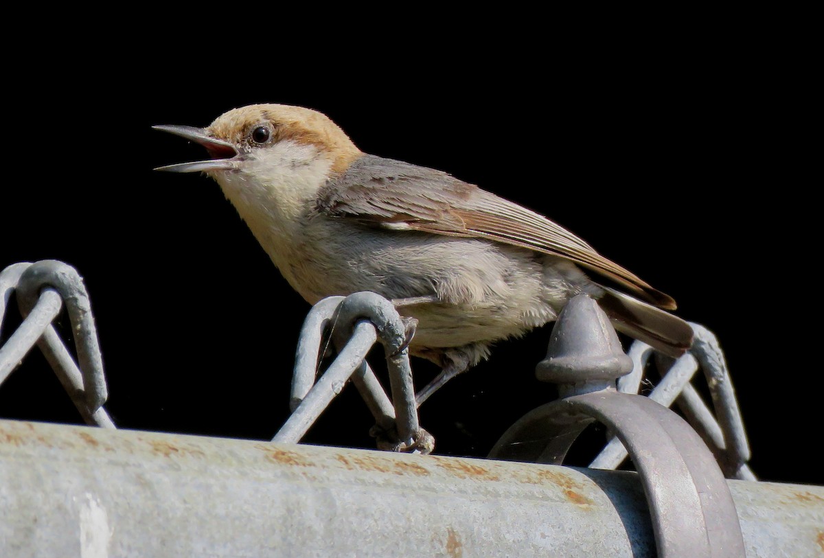 Brown-headed Nuthatch - ML585419711