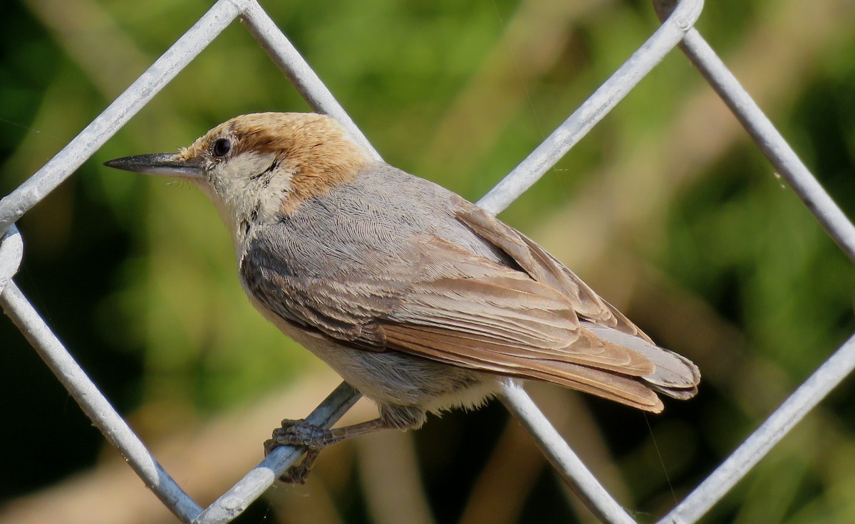 Brown-headed Nuthatch - ML585419731
