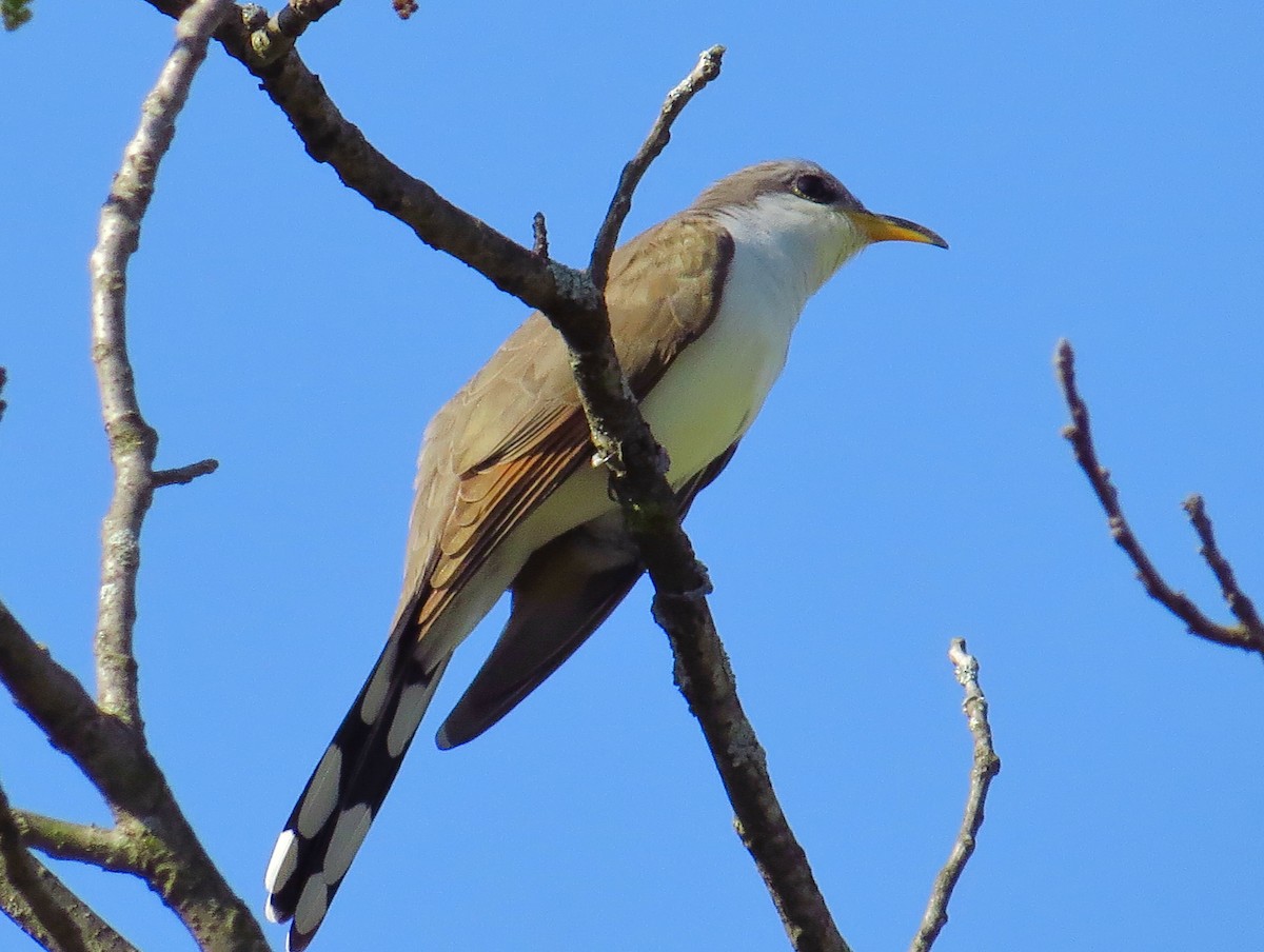 Yellow-billed Cuckoo - ML58542011