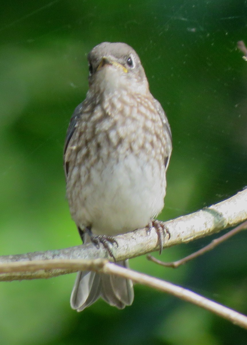 Eastern Bluebird - ML585420481