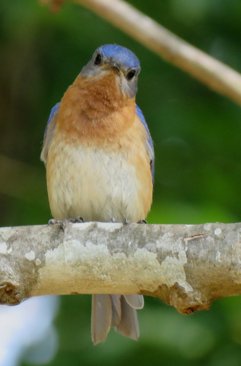 Eastern Bluebird - ML585420491