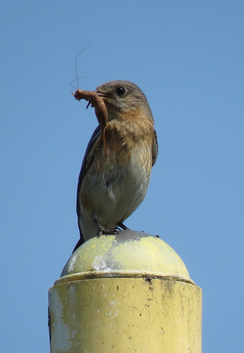 Eastern Bluebird - ML585420501