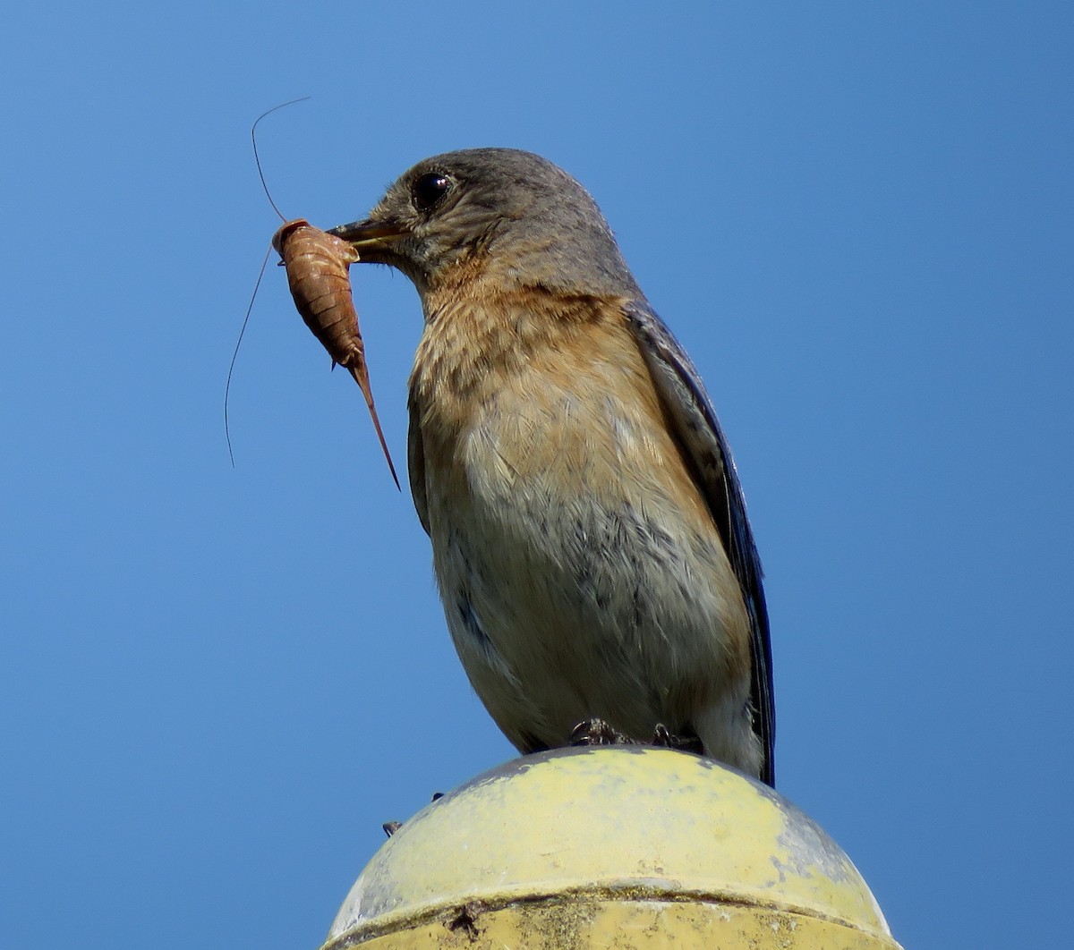Eastern Bluebird - ML585420511