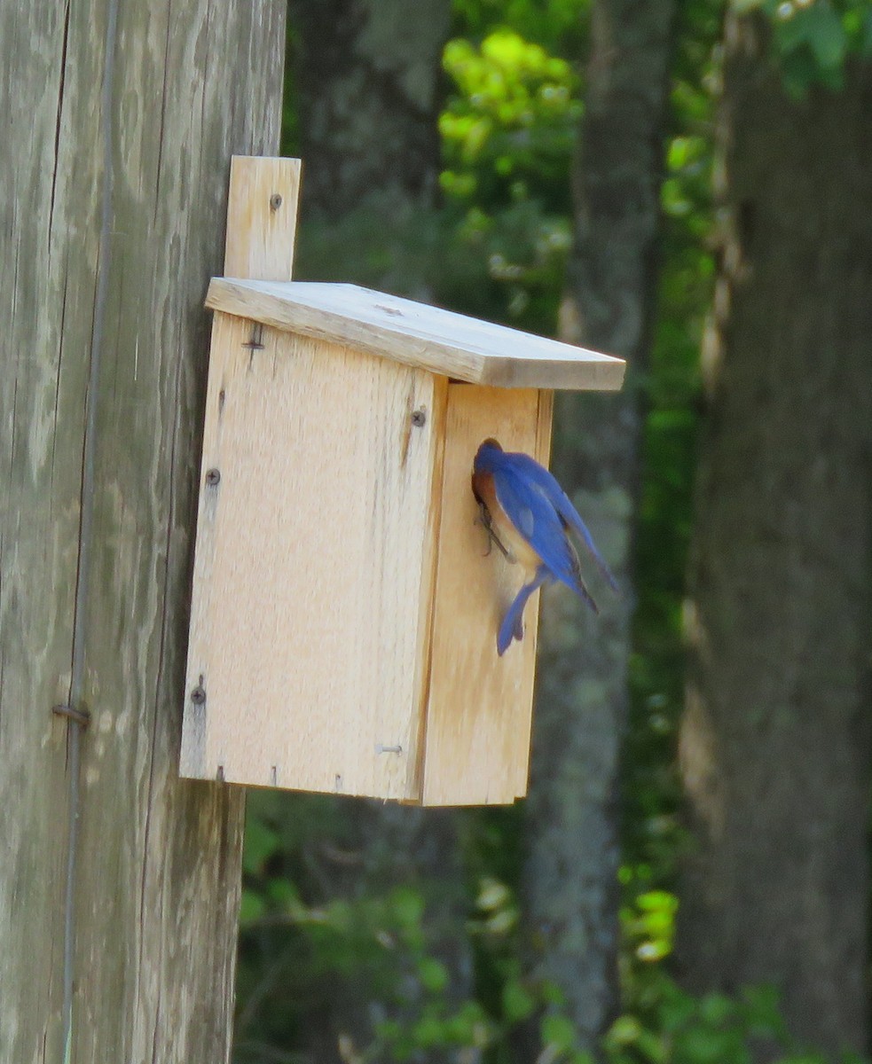 Eastern Bluebird - ML585420521