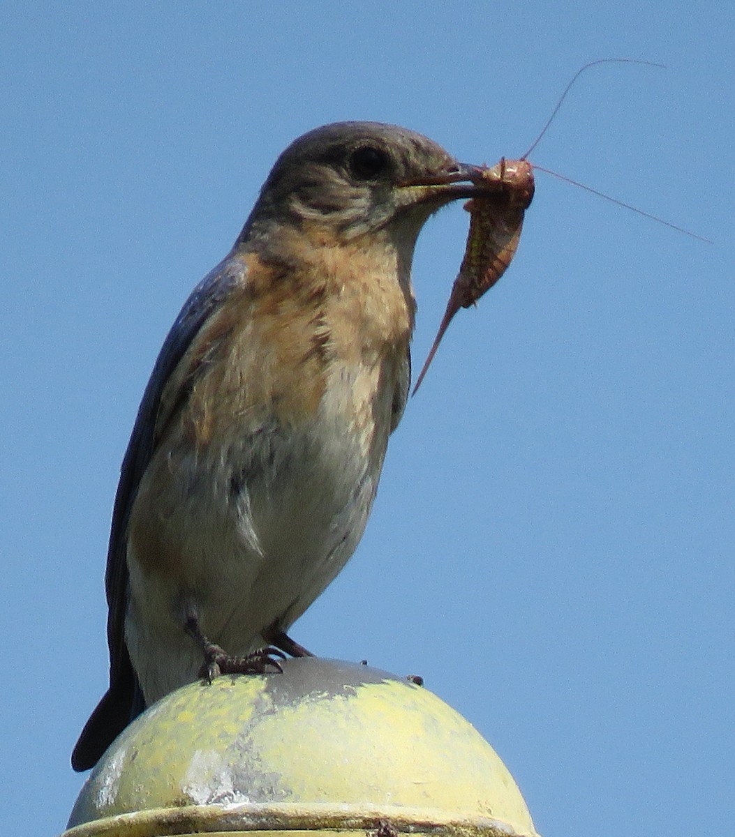 Eastern Bluebird - ML585420531