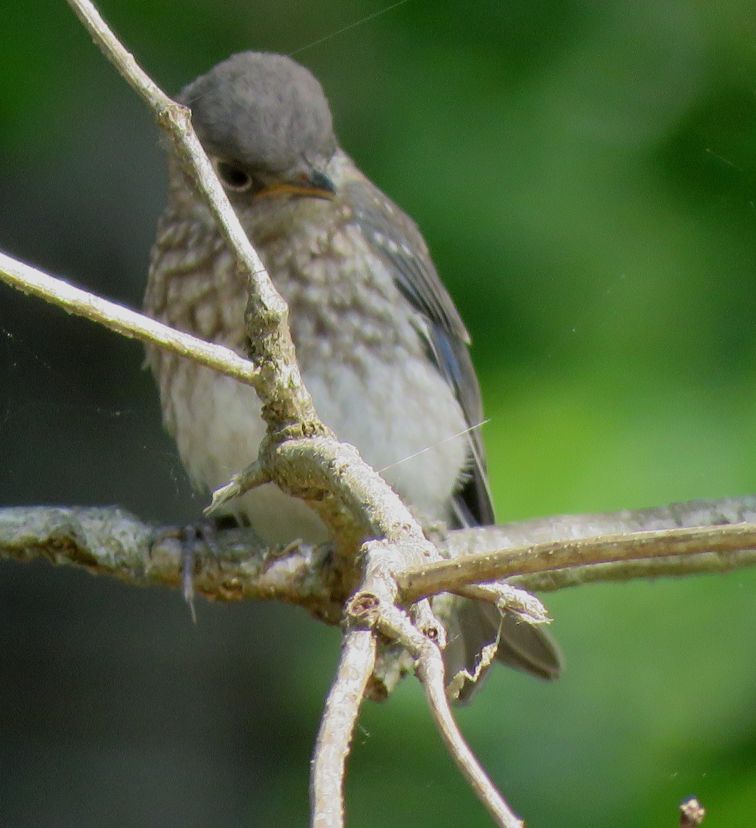 Eastern Bluebird - ML585420591