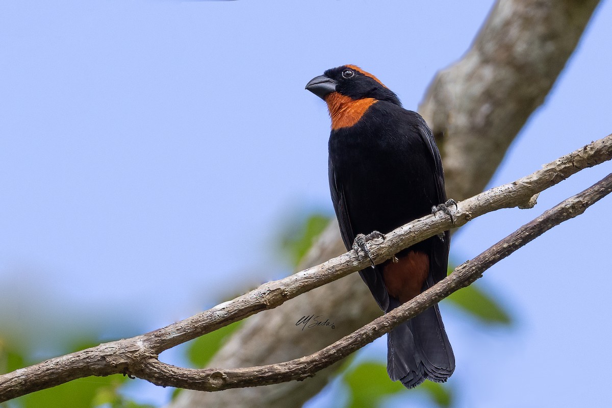 Puerto Rican Bullfinch - ML585420771