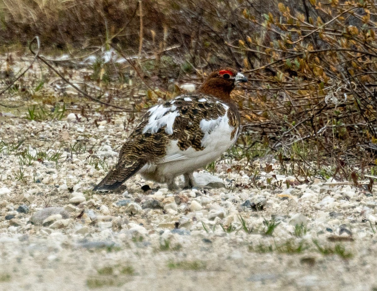 Moorschneehuhn - ML585421401