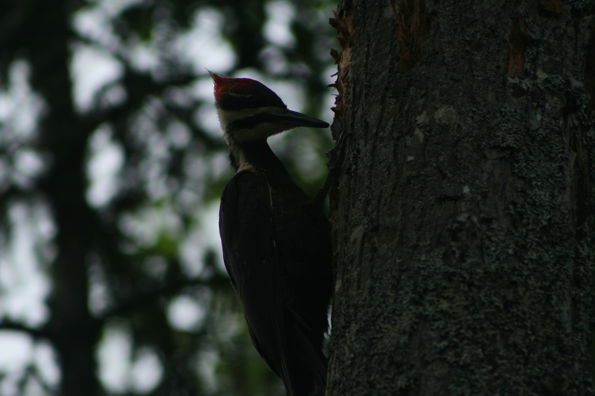 Pileated Woodpecker - Aidan Cullen