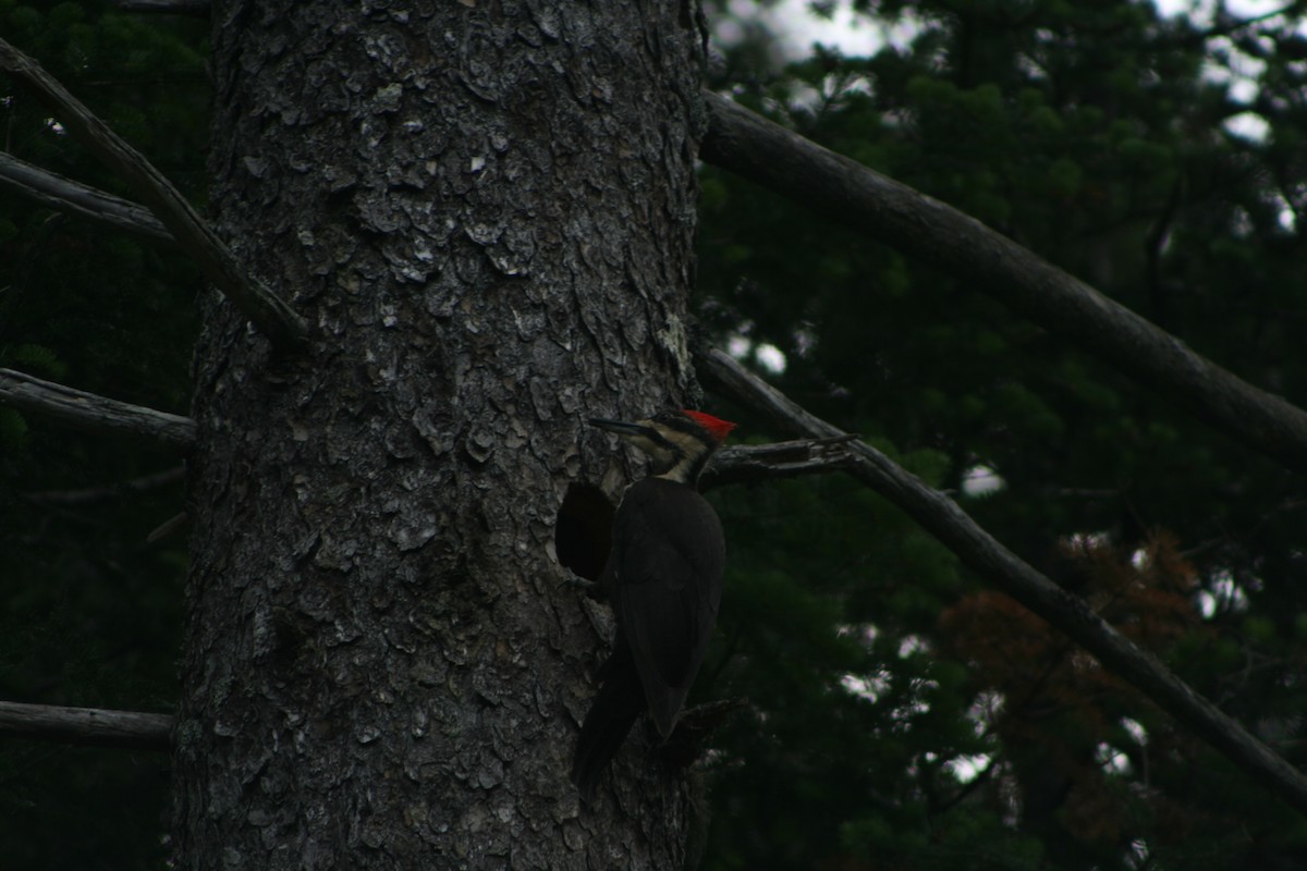 Pileated Woodpecker - ML585421831