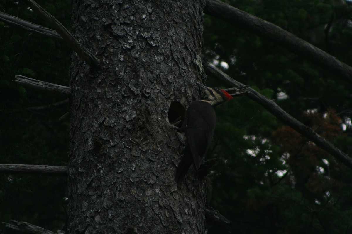 Pileated Woodpecker - ML585421841