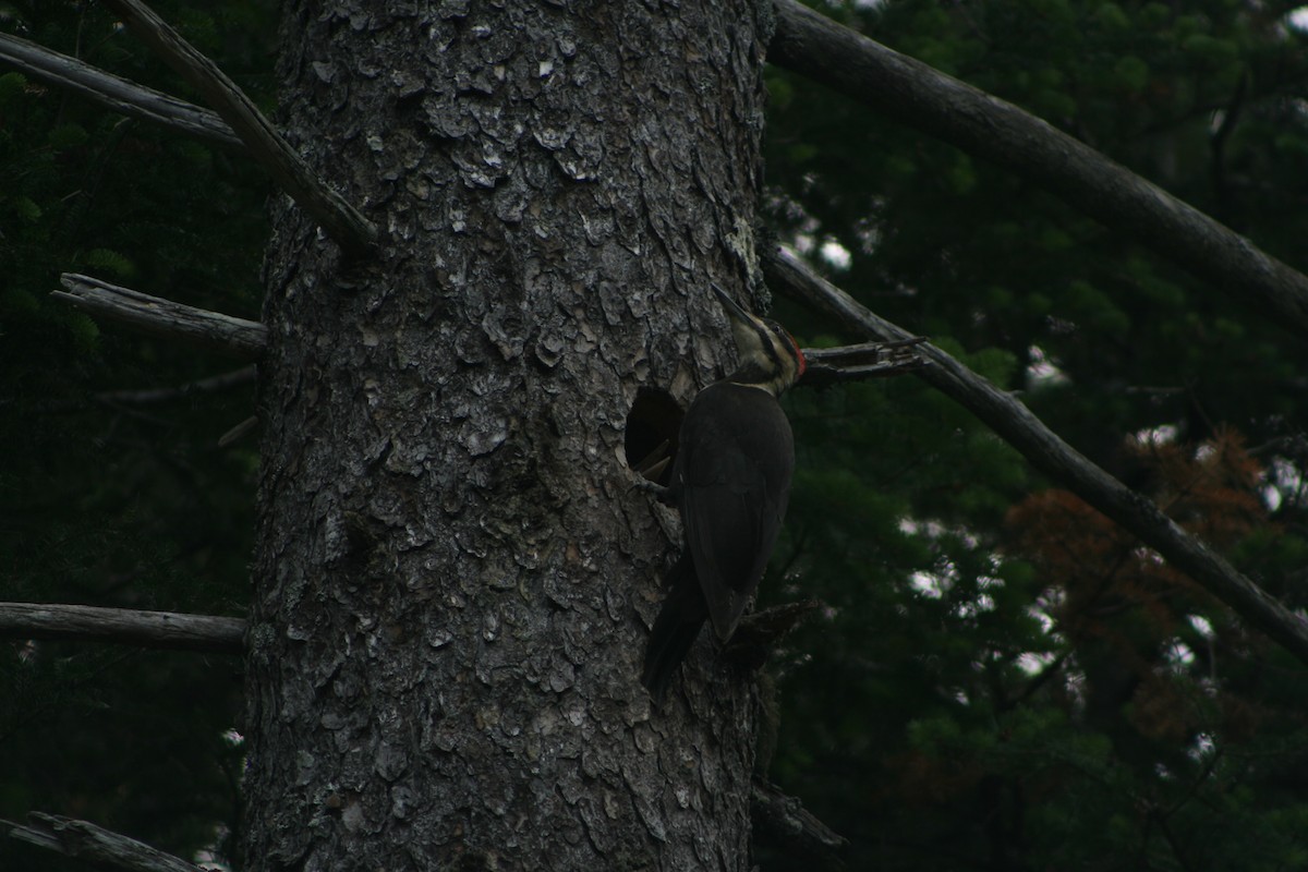 Pileated Woodpecker - ML585421851