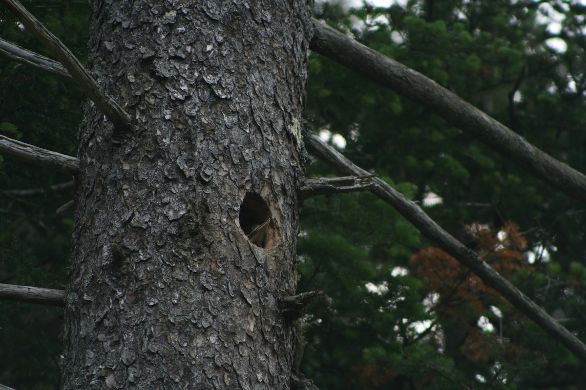 Pileated Woodpecker - ML585421861