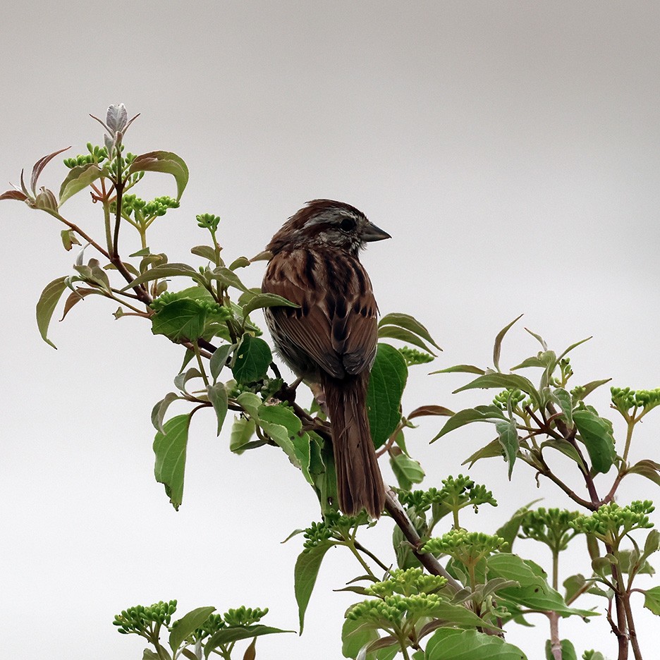 Song Sparrow - Michael Murray