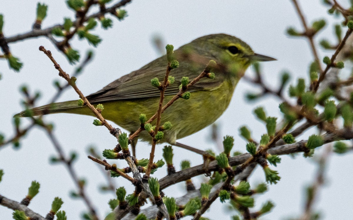 Orange-crowned Warbler - ML585423421