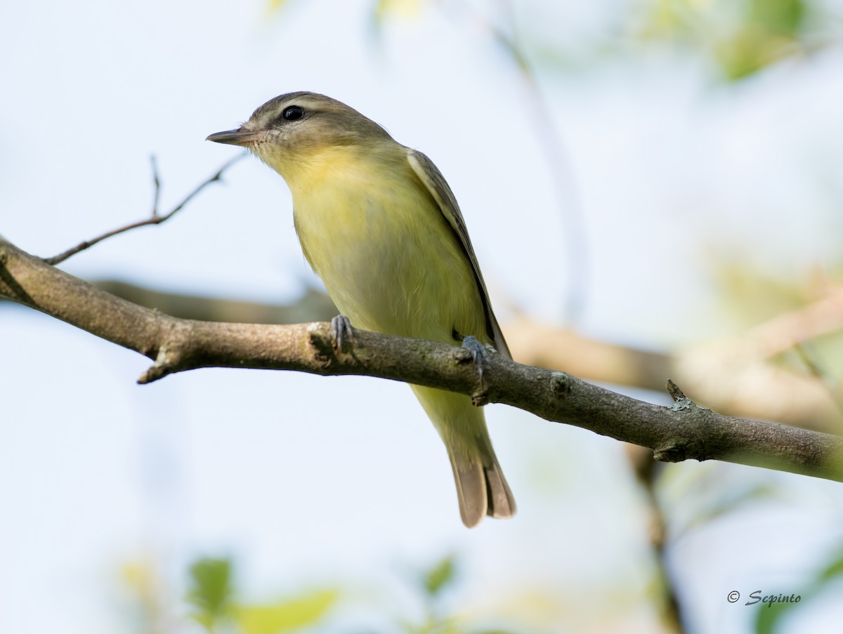 Philadelphia Vireo - Shailesh Pinto