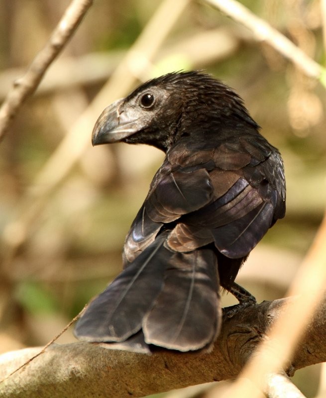 Groove-billed Ani - Robb Hinds