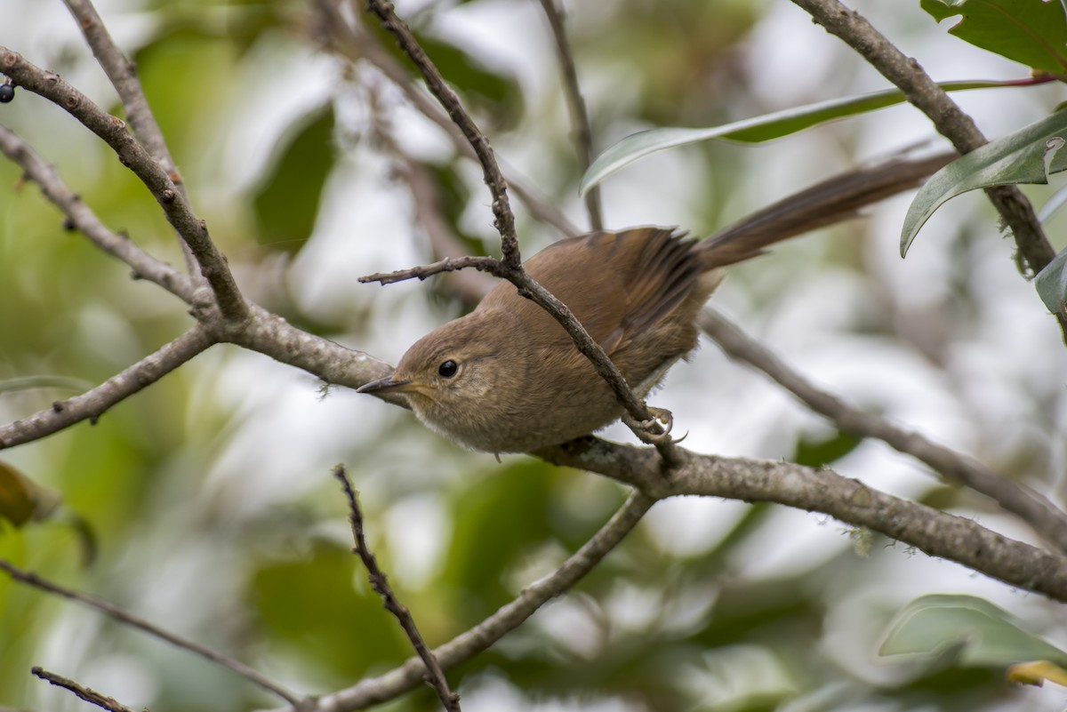 Itatiaia Spinetail - Marcelo  Telles