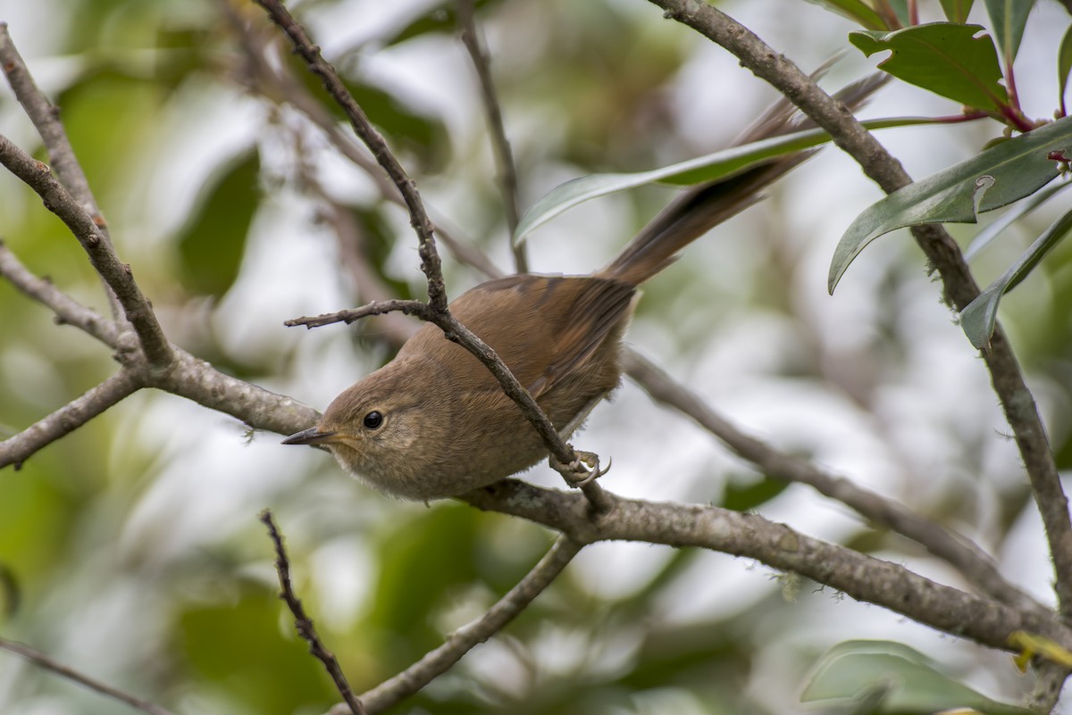 Itatiaia Spinetail - Marcelo  Telles