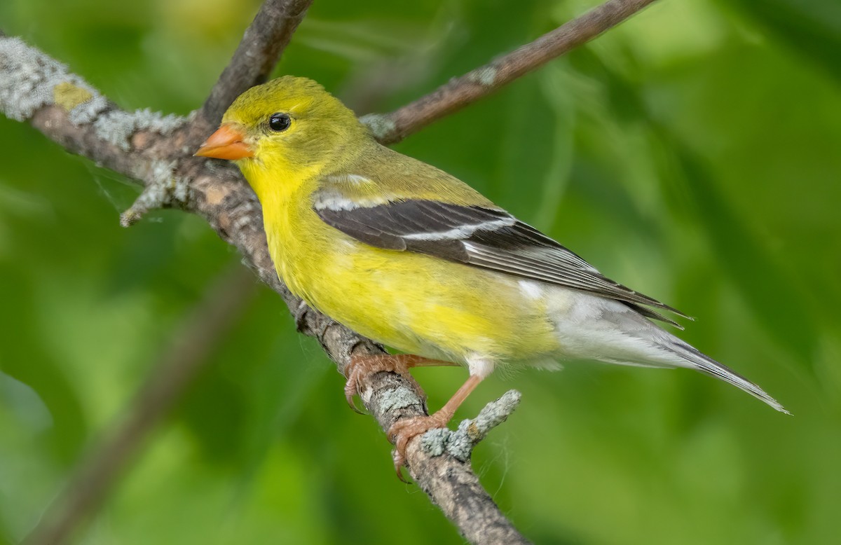 American Goldfinch - ML585425371